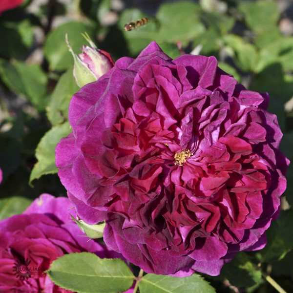 \'Munstead Wood\' Ausbernard - Engelsk rose