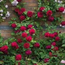 'Tess of the D'Urbervilles Ausmove - Engelsk Rose