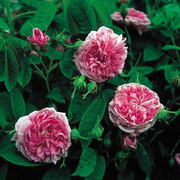 \'Jacques Cartier\' R. Portlandica - Engelsk rose