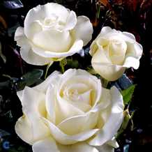 ROSA 'KAREN BLIXEN' ® POULARI (N) - Storblomstret rose