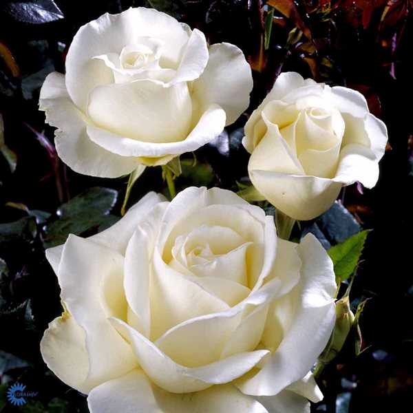 ROSA \'KAREN BLIXEN\' ® POULARI (N) - Storblomstret rose
