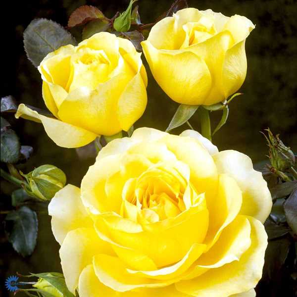 \'TIVOLI 150\'® POULDUCE (N) - Storblomstret rose 