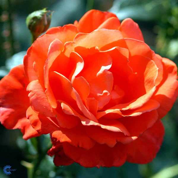 \'Alexander\' - Storblomstret rose