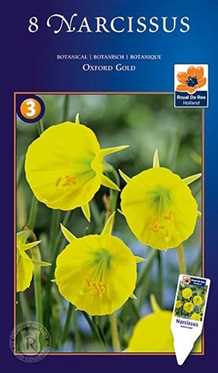Oxford Gold - Narcissus Botanical - Påskeliljeløg