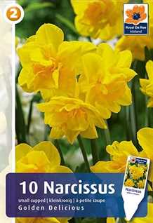 Golden Delicious - Narcissus Botanical - Påskeliljeløg