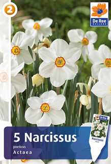 Actaea - Narcissus Small Cupped - Påskeliljeløg