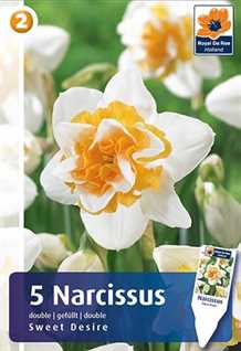 Sweet Desire - Narcissus Double - Påskeliljeløg