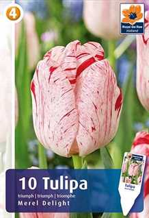 Merel Delight - Tulipa Triumph - Tulipanløg