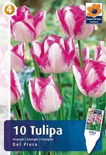 Del Piero - Tulipa Triumph - Tulipanløg