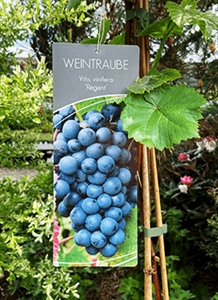 Vinplante - Vitis Vinifera 'Regent'