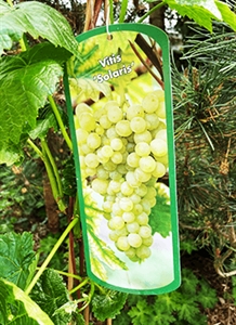 Vinplante - Vitis 'Solaris'