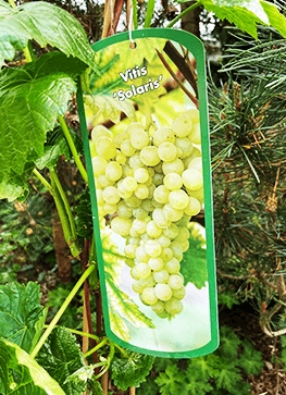 Vinplante - Vitis \'Solaris\'