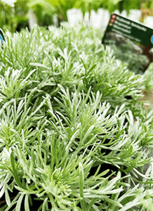 Krybende Sølvbynke Artemisia schmidtiana 'Nanna'