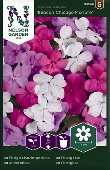 Flittiglise, Beacon Chicago Mixture F1