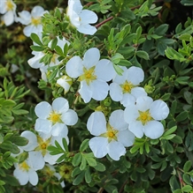 Buskpotentil 'Abbottswood'