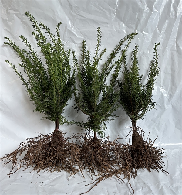 Alm. taks Taxus baccata \'Hjorthede\'