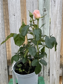'Anna Ancher' - Renaissance Rose
