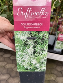 Arkitektens trøst (Polygonum aubertii)