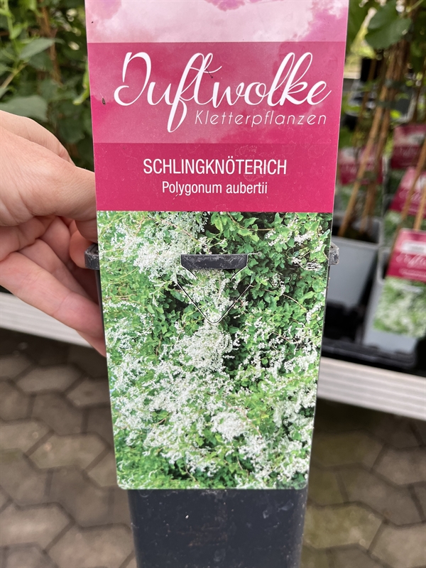 Arkitektens trøst (Polygonum aubertii)