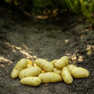 Læggekartoffel `Asparges`