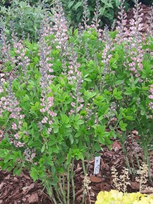 Farvebælg Pink Truffles®