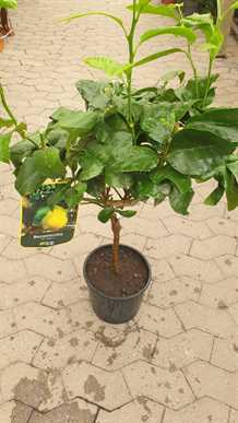 Citrontræ  `Bergamotto` 