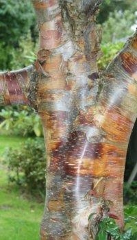 Kobberbirk - Betula albosiensis var ´Septentrionalis´