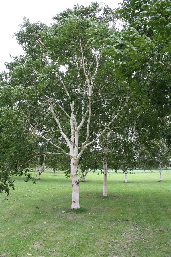 Himalayabirk - Betula Utilis 150-175