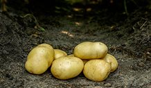 Læggekartofler `Bintje`