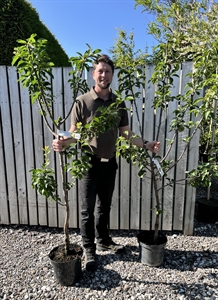 Blomme Rivers Early Prolific