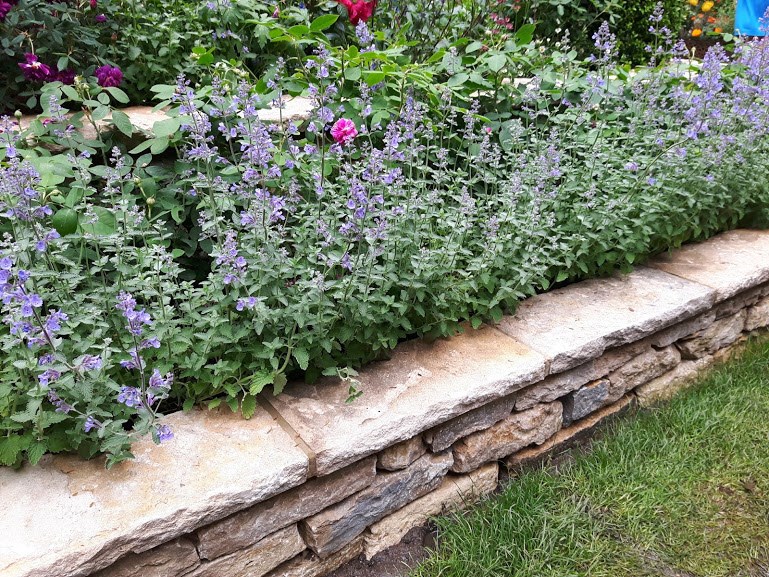 Blåkant/Katteurt 'Walker's Low'