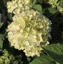Syrenhortensia 'Bobo'