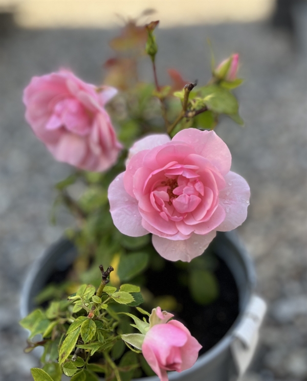 Rose \'Bonica 82\'