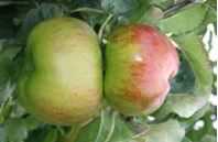 Æble Bramley