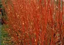 Rød kornel `Sibirica`