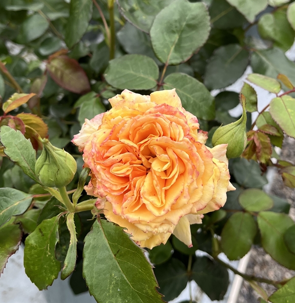 Rose \'Carl Nielsen\' - Storblomstret rose