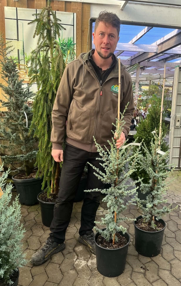 Cedertræ \'Glauca\' 80 - 100 cm
