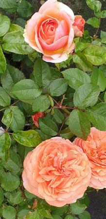 Rose Chippendale - Storblomstret rose