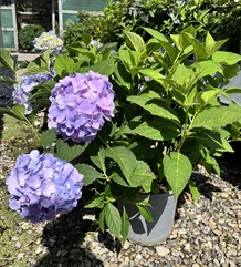Havehortensia `Clara`