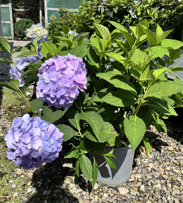 Havehortensia `Clara`