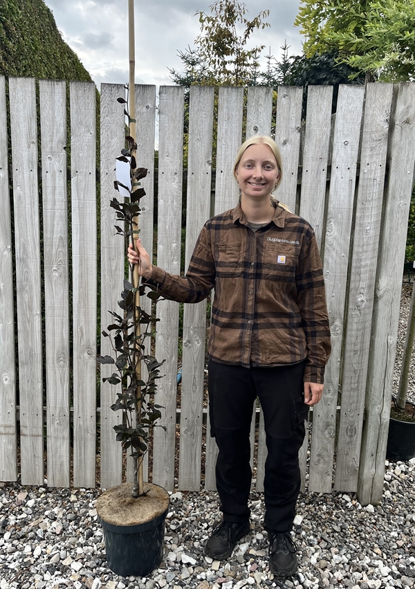 Rødbladet søjlebøg Fagus sylv. \'Dawyck Purple\'