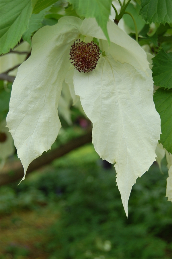 Duetræ Davidia involucrata