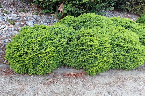 Dværggran - Picea abies "little gem". 