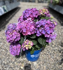 Hortensia Endless Summer 'Summer Love' lilla 