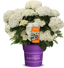 Syrenhortensia – Hydrangea arborescens FlowerWOW®