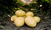 Læggekartofler `Folva`