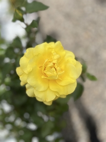 Rose - 'Friesia'