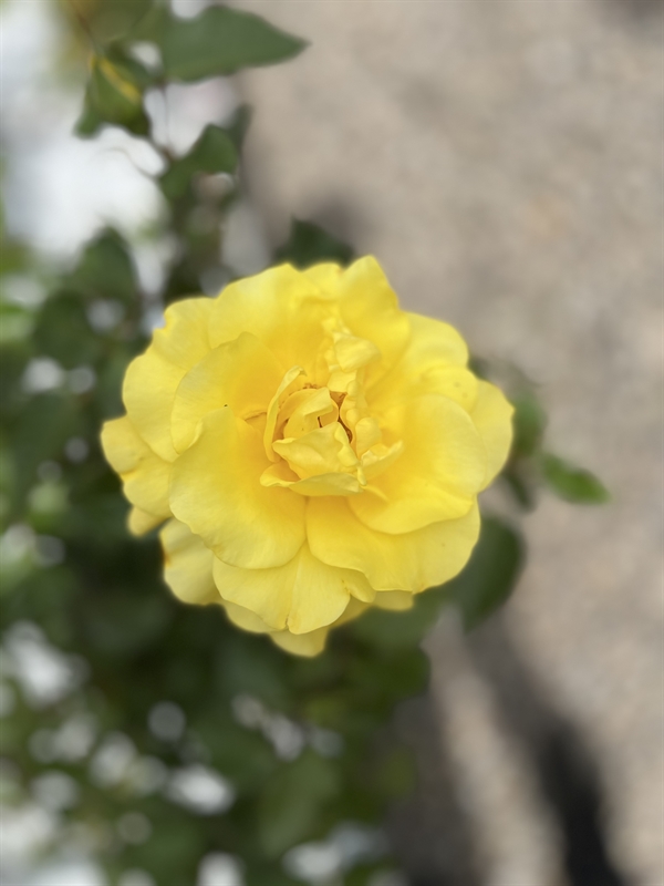 Rose - \'Friesia\'