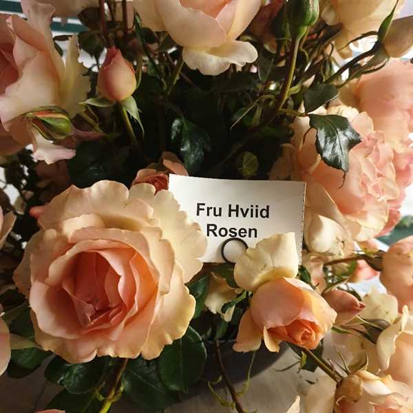 Rose - Fru Hviid™ -  Plant\'n\' Relax®
