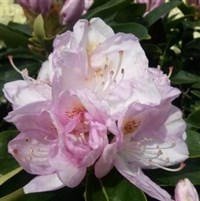 Rhododendron GOMER WATERER